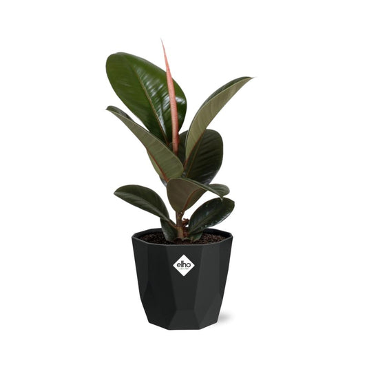 Ficus Elastica ‘Robusta’ – Pflegeleichter Feigenbaum in schwarzem Topf
