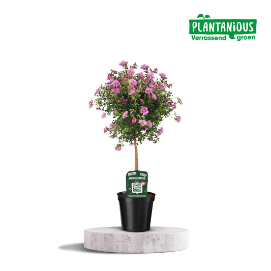 Anisodontea Elegans – Kapmalve im Ø19cm Topf, 75cm hoch