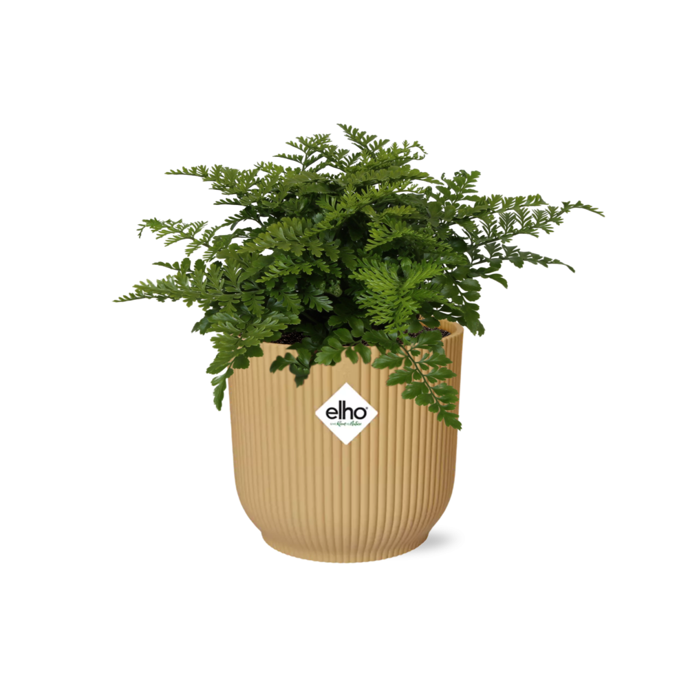 Asplenium Parvati – Pflegeleichte Zimmerpflanze im ELHO Vibes Fold Topf
