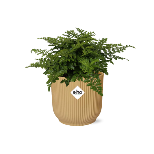 Asplenium Parvati – Pflegeleichte Zimmerpflanze im ELHO Vibes Fold Topf