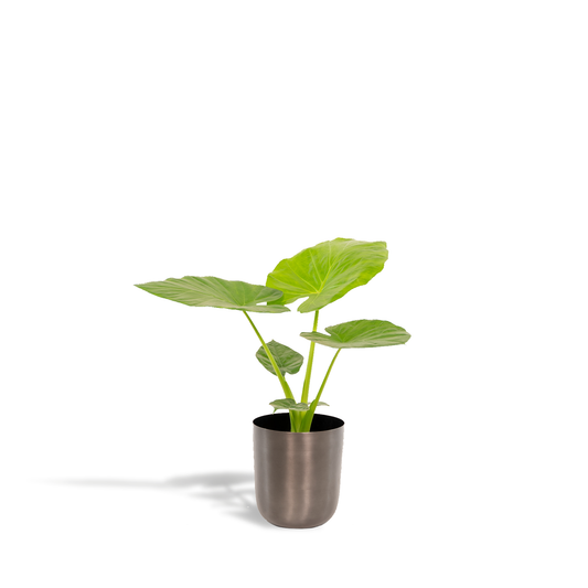 Alocasia Macrorrhiza Elefantenohr Ø19cm, ca. 70cm hoch mit Mayk Lead Topf