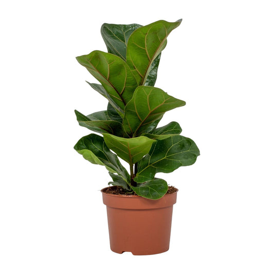 Ficus Lyrata – Geigenfeige Ø12cm, ca. 30cm hoch