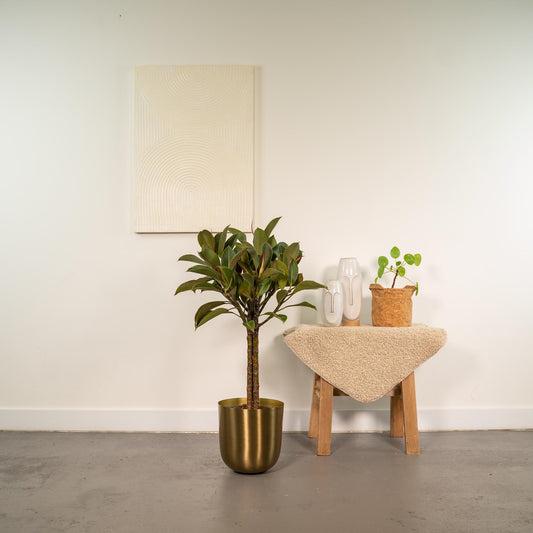 Ficus elastica Melany Stamm mit Mayk Gold Topf – 90 cm