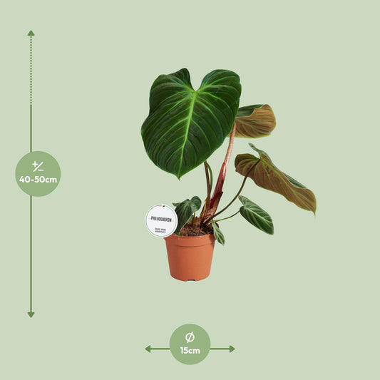 Philodendron El Choco Red – pflegeleichte Zimmerpflanze Ø15cm