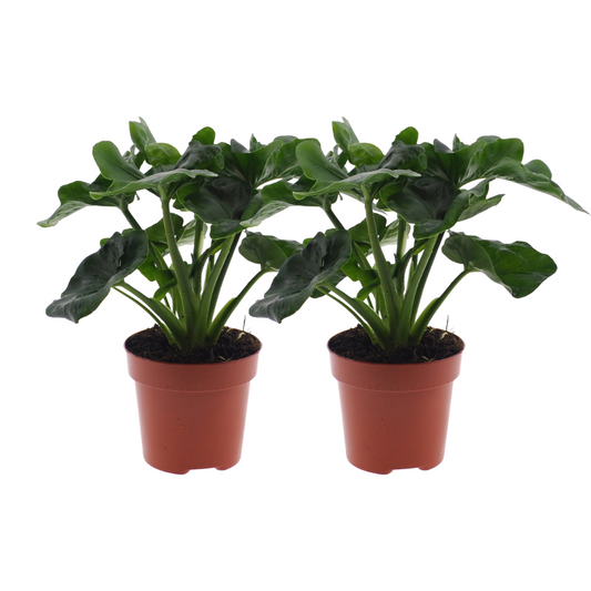 Philodendron Atom im 2er-Set – Ø12 cm, ca. 25 cm hoch