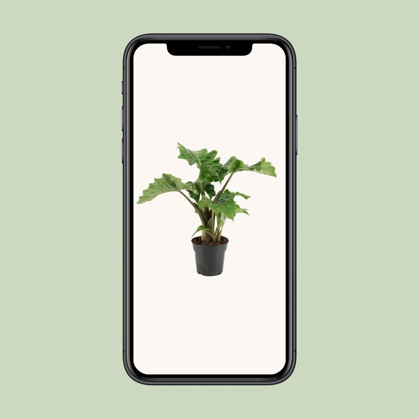 Alocasia Low Rider – Elegante Elefantenohr-Pflanze Ø17cm
