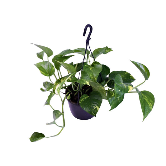 Scindapsus Pictus Trebie – Pflegeleichte Designer-Zimmerpflanze Ø15cm