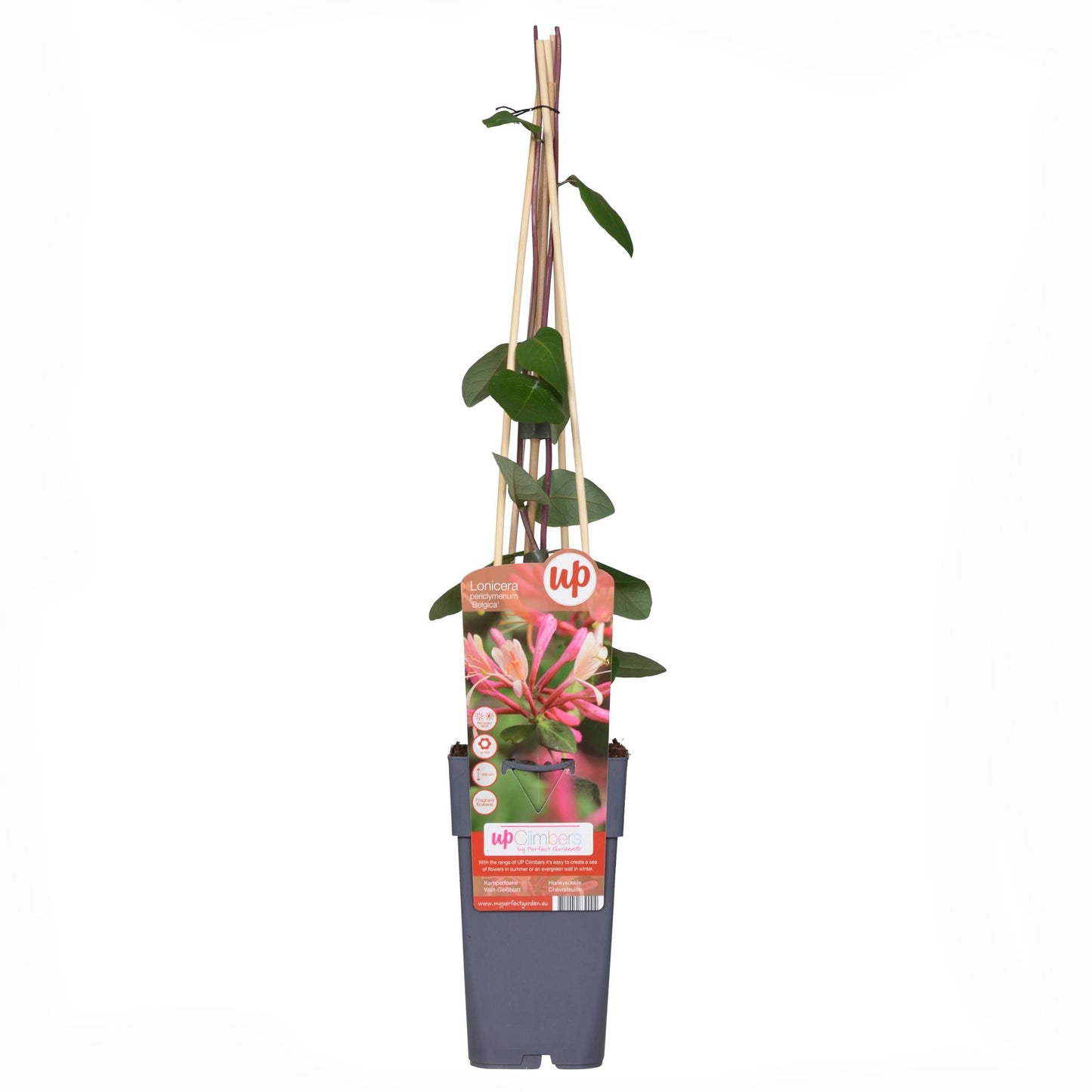 Lonicera periclymenum 'Belgica' – Duftende Kletterpflanze Ø15cm