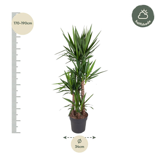 Yucca Elephantipe – Elefantenpalme 180 cm ø34 cm
