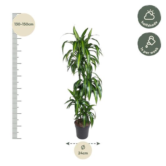 Dracaena Hawaiiana – Elegante XXL Zimmerpflanze 180 cm