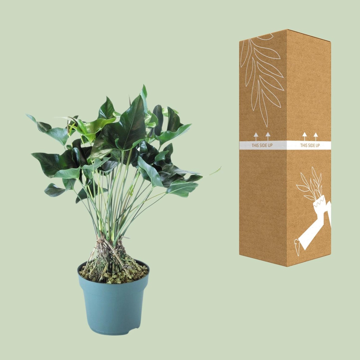 Anthurium Arrow – Pflegeleichte XXL-Zimmerpflanze Ø30cm