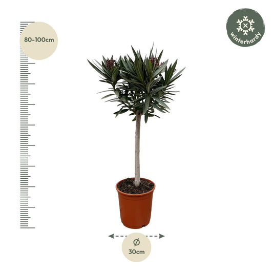 Nerium Oleander op Stamm mit rosa Blüte – 90 cm