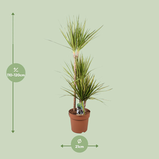 Dracaena Marginata Sunray – Pflegeleichter Drachenbaum Ø21cm