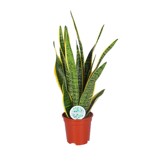 Sansevieria Trifasciata Laurentii – Pflegeleichte Schlangenpflanze Ø17cm