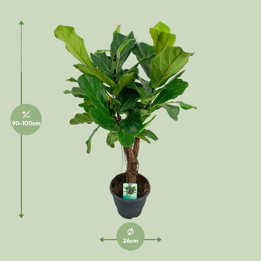 Ficus Lyrata – Geigenfeige Ø26cm, Höhe 100cm