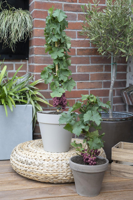 3x Vitis Pixie 'Cabernet Franc' – Zwergtraube Ø14 cm