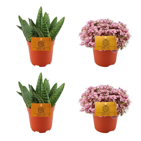 2x Aloe Paradisicum & 2x Callisia Rosato im Set Ø10,5 cm