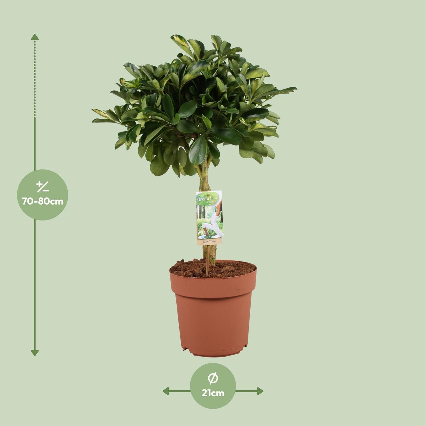 Schefflera Arboricola Gerda – Pflegeleichter Schirmbaum Ø21cm, 80cm hoch