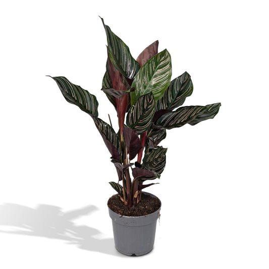 Calathea Ornata – Pflegeleichte Blattpflanze Ø14cm