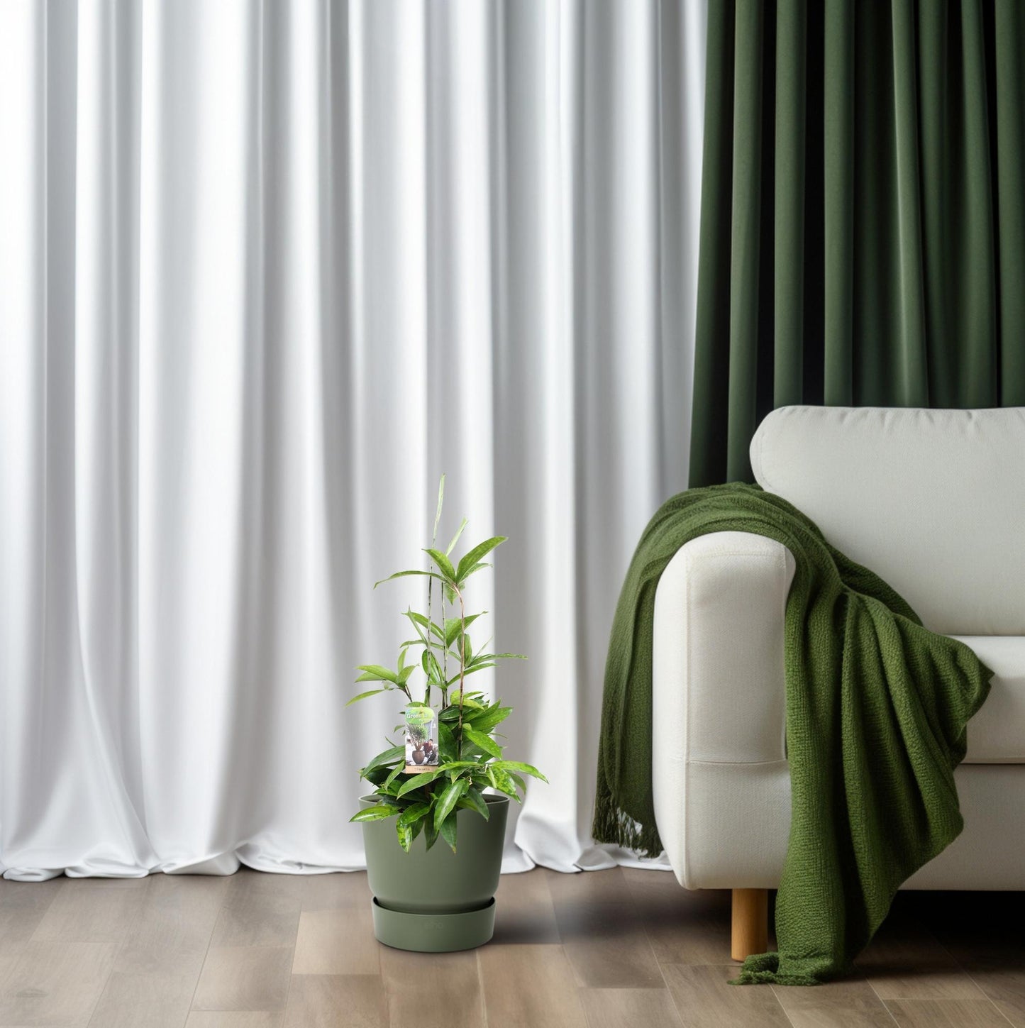 Dracaena Surculosa – Pflegleichter Drachenbaum Ø17cm, 55cm hoch