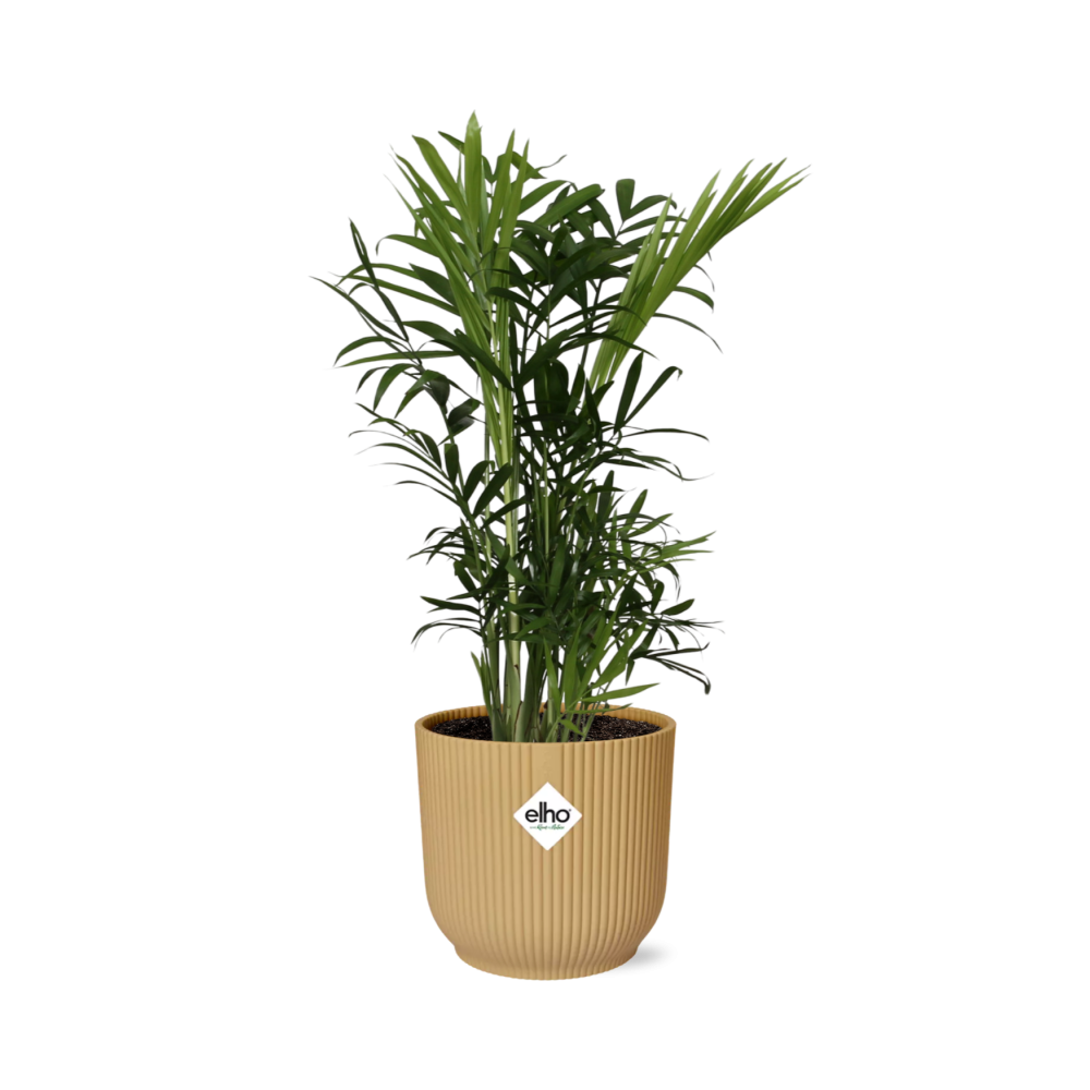 Chamaedorea Elegans Zwergbergpalme im ELHO Vibes Fold Topf 14cm Gelb