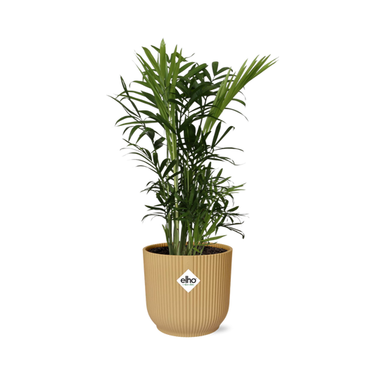 Chamaedorea Elegans Zwergbergpalme im ELHO Vibes Fold Topf 14cm Gelb