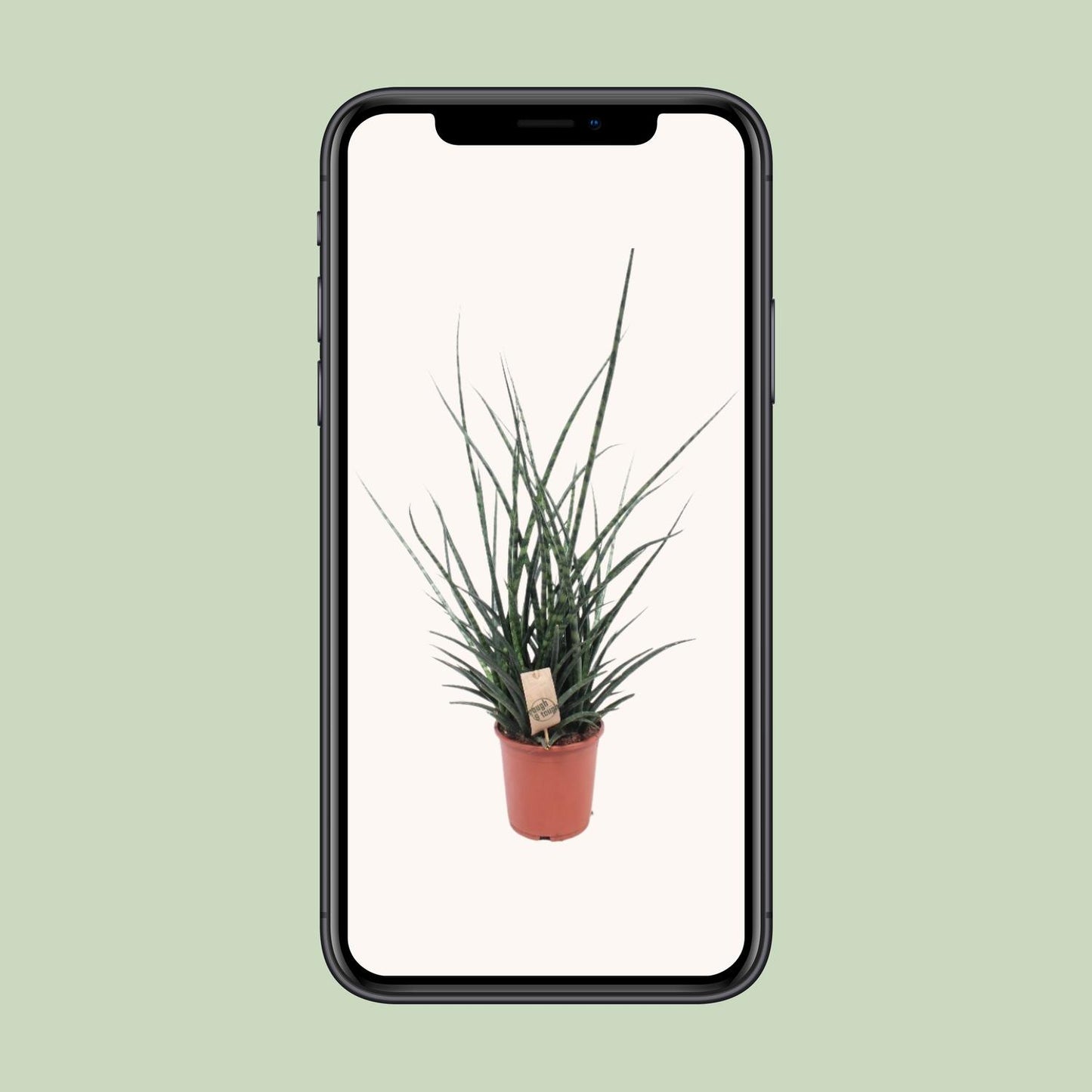 Sansevieria Fernwood Punk – Pflegeleichte Schwiegermutterzunge Ø17cm