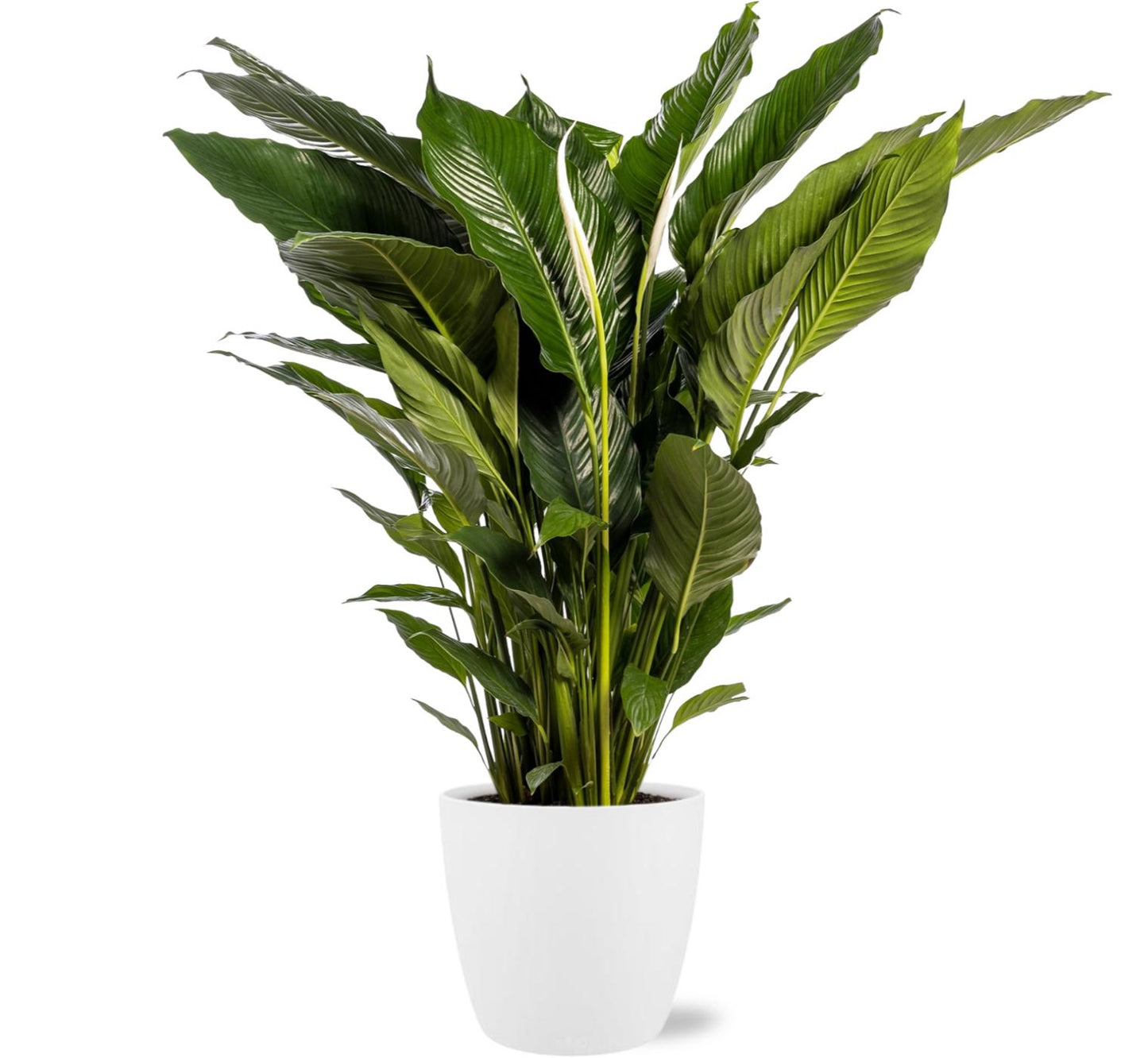 Spathiphyllum Sweet Sebastiano – Pflegeleichte Friedenslilie Ø24cm