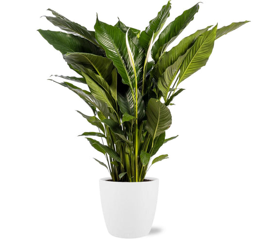Spathiphyllum Sweet Sebastiano – Pflegeleichte Friedenslilie Ø24cm