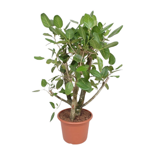 Ficus Benghalensis vertakt – 140 cm, ø 40 cm – pflegeleicht & elegant