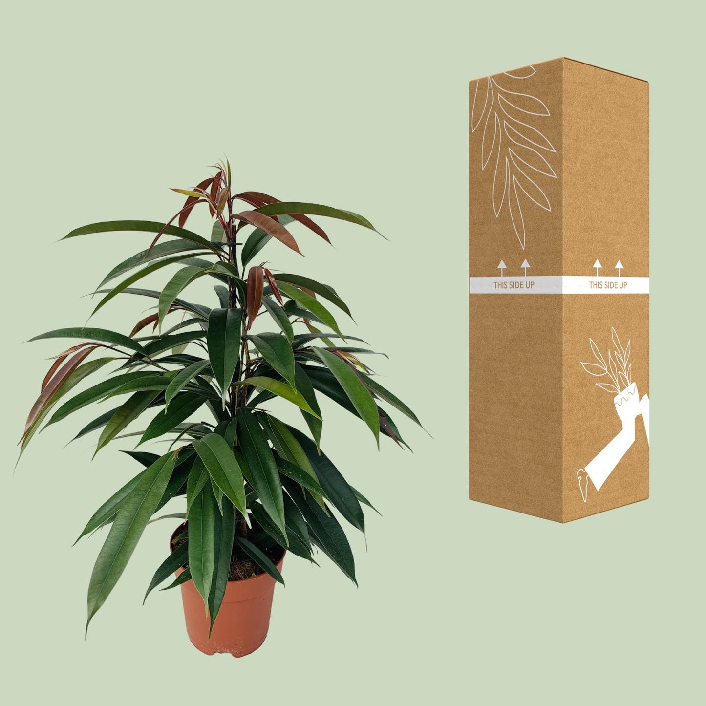 Ficus Binnendijkii 'Amstel King' Ø17cm - 75cm hoch