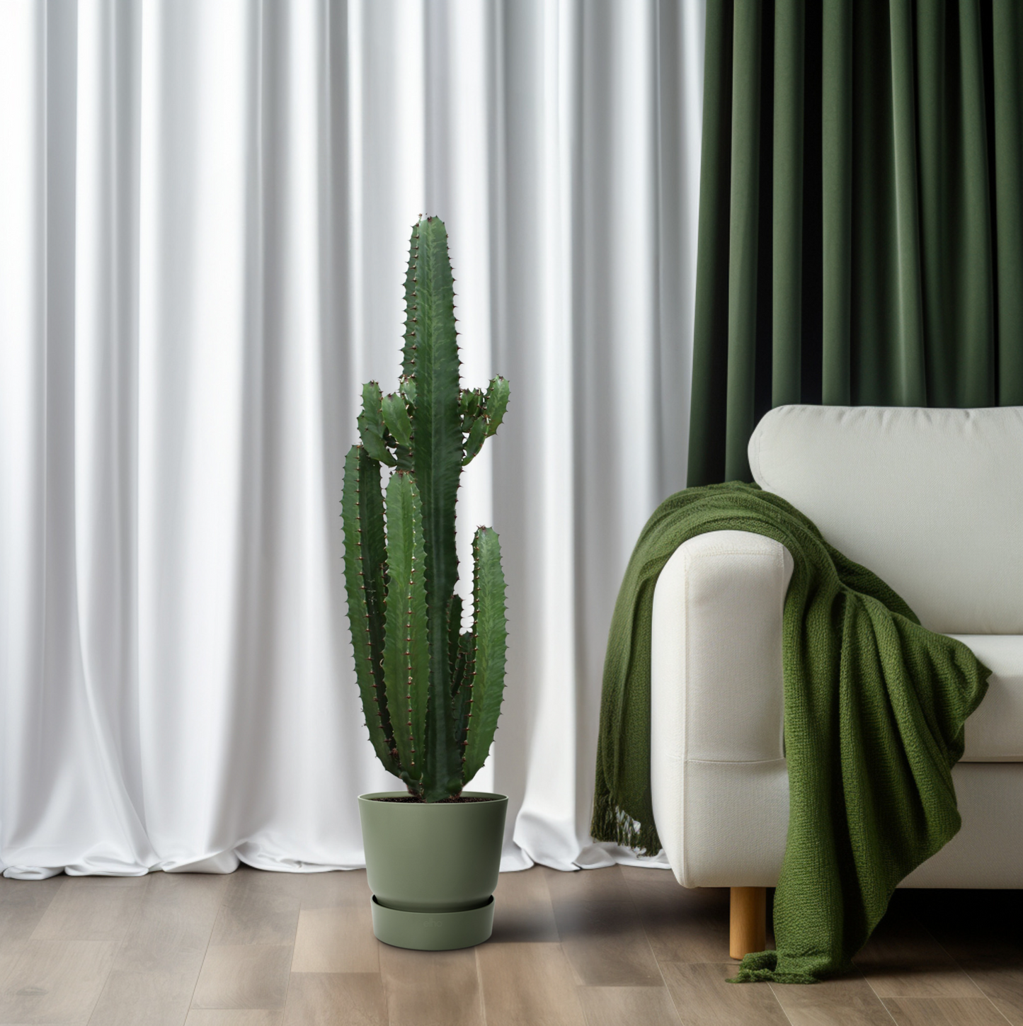 Euphorbia Acrurensis – Moderne, pflegeleichte Zimmerpflanze Ø24cm