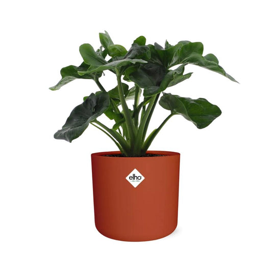 Philodendron Atom im ELHO b.for soft rond 14cm Topf brique