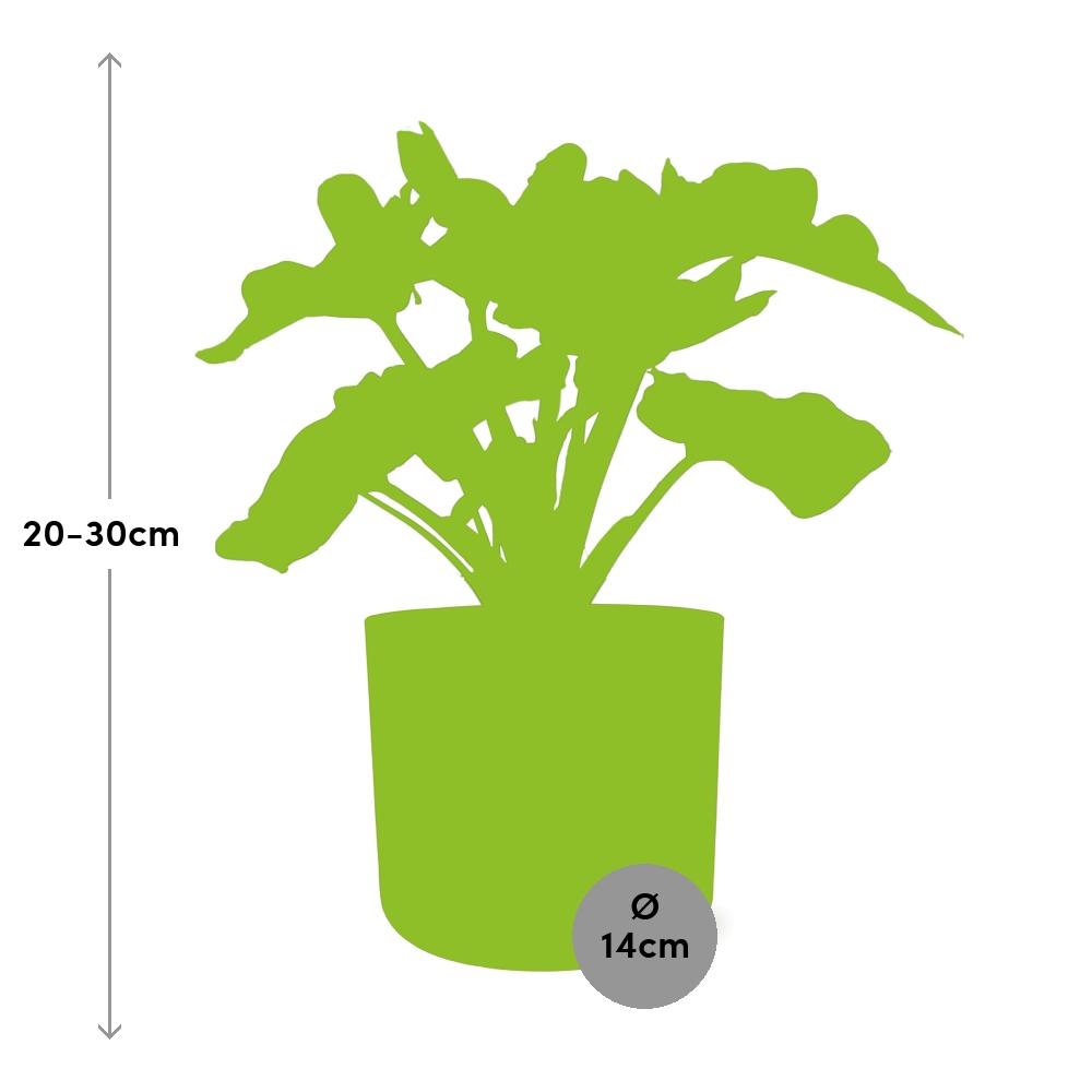 Philodendron Atom im ELHO b.for soft rond 14cm Topf brique