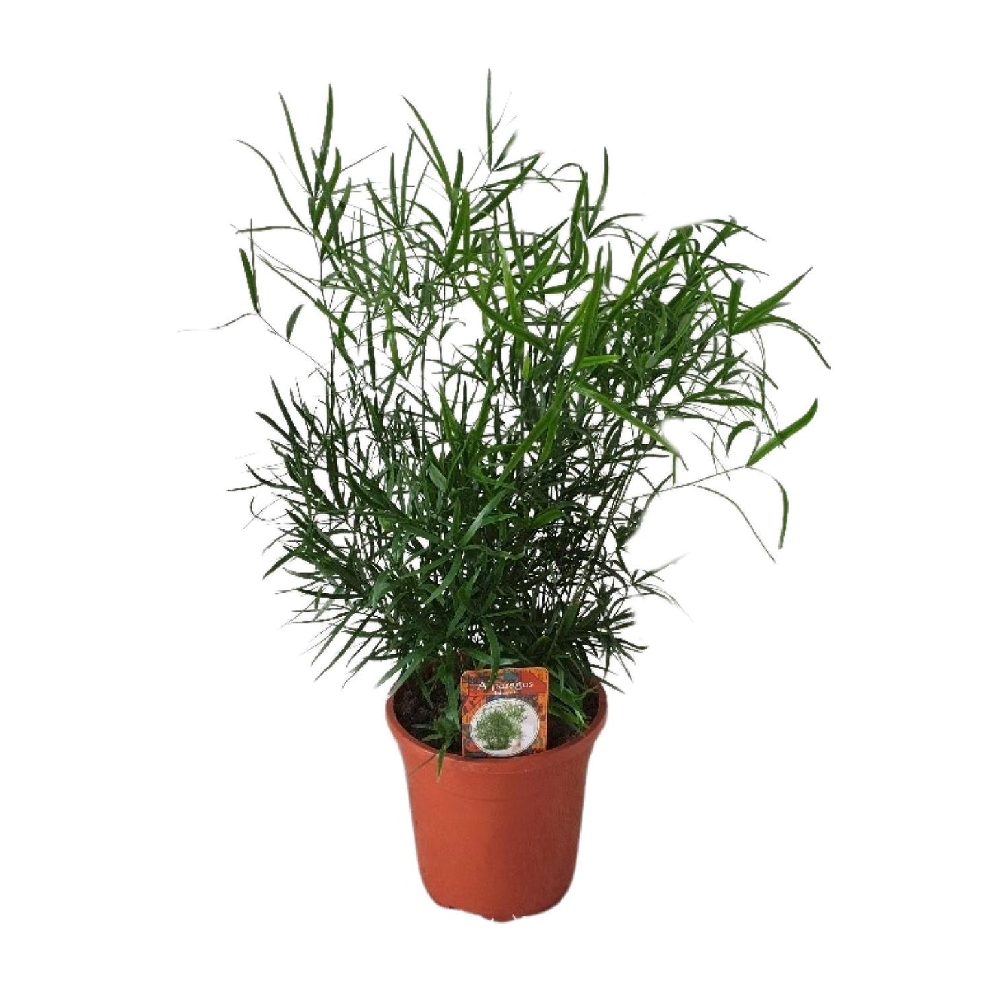 Asparagus Falcatus – Eleganter Spargel-Farn Ø17cm, 55cm hoch