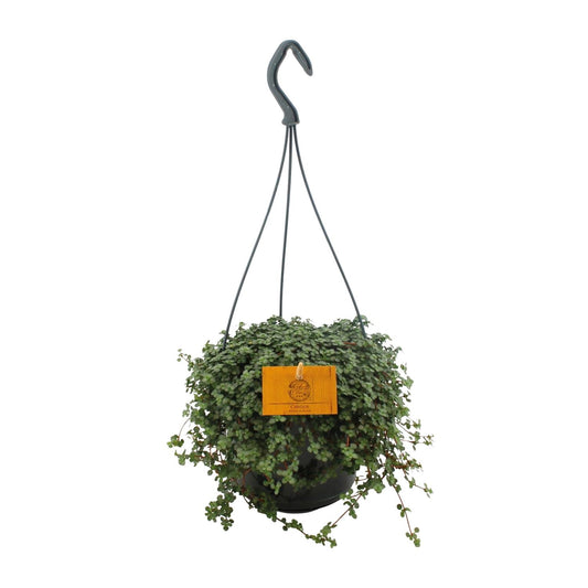 Pilea Glauca – Pflegeleichte Aluminium-Pflanze Ø15cm
