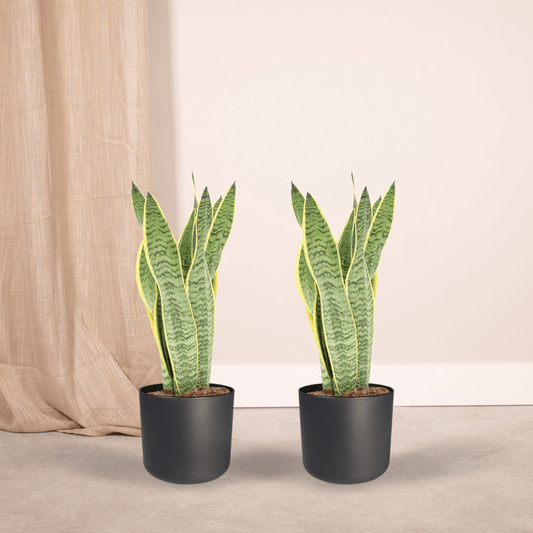 2x Sansevieria Laurentii – Frauenzunge – 40 cm ø14 cm