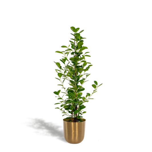 Ficus microcarpa Moclame – Luftreinigende XXL-Zimmerpflanze Ø21cm