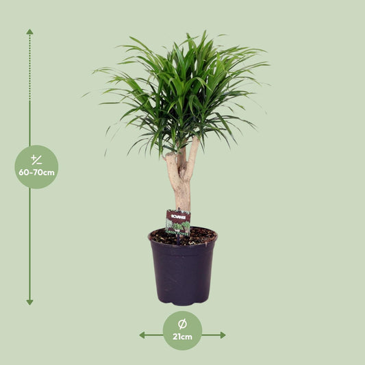 Dracaena Reflexa Anita – Pflegeleichter Drachenbaum Ø21cm, 70cm hoch