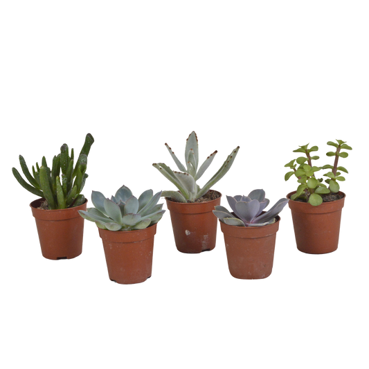 Vetplanten Sukkulenten-Mischung 5x ohne Topf 5,5 cm