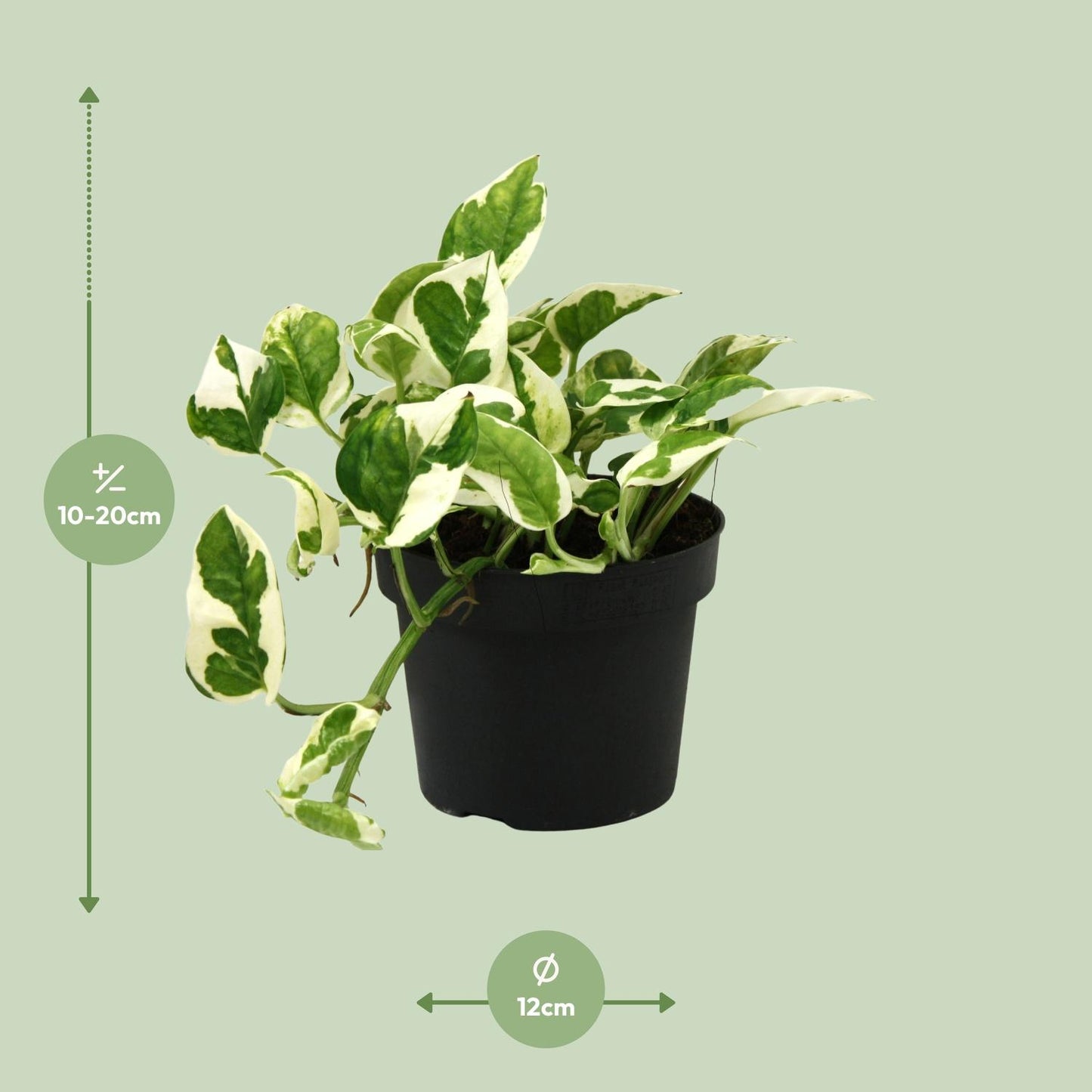 Scindapsus Epipremnum N'joy – Pflegeleichte Kletterpflanze Ø12cm