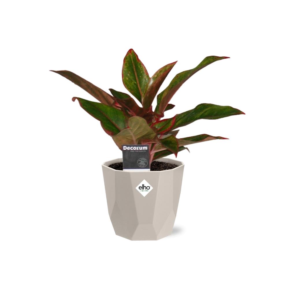 Aglaonema Crete in ELHO b.for rock 14 cm warm grey – Pflegeleichte Zimmerpflanze