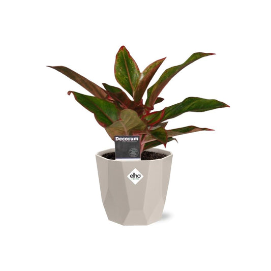Aglaonema Crete in ELHO b.for rock 14 cm warm grey – Pflegeleichte Zimmerpflanze