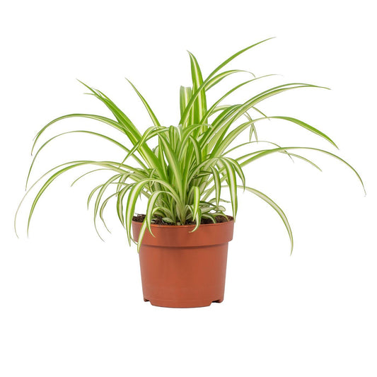 Chlorophytum Variegatum – Pflegeleichte Grünlilie im 12cm Topf