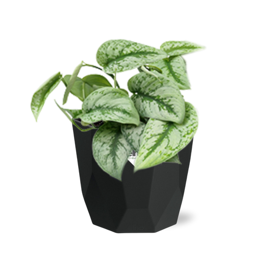 Scindapsus Pictus ‘Trebie’ – pflegeleichter Teufels-Efeu in 14cm Topf