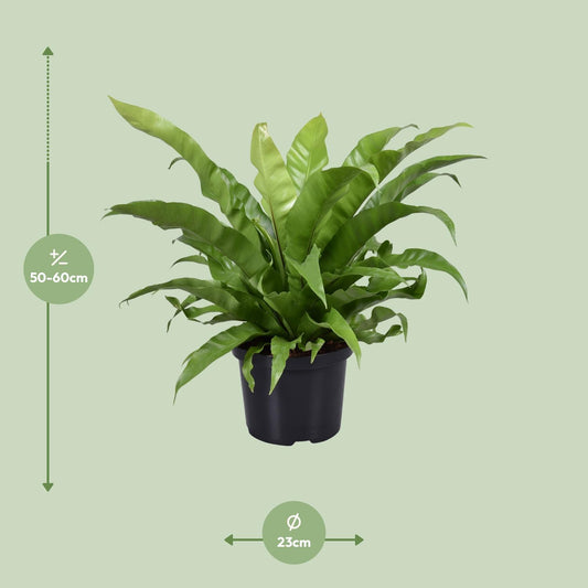 Asplenium Antiquum – Pflegeleichter Zimmerfarn Ø23cm, 60cm hoch