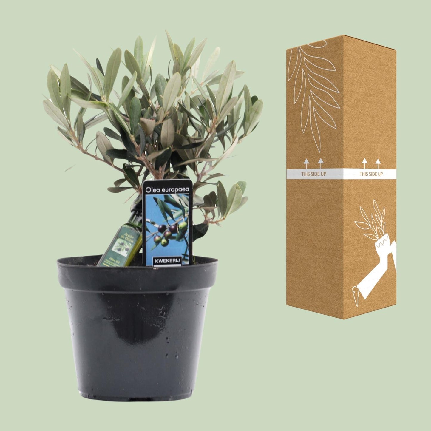 Olea Olive – Mediterraner Charme Ø13cm, 25cm hoch