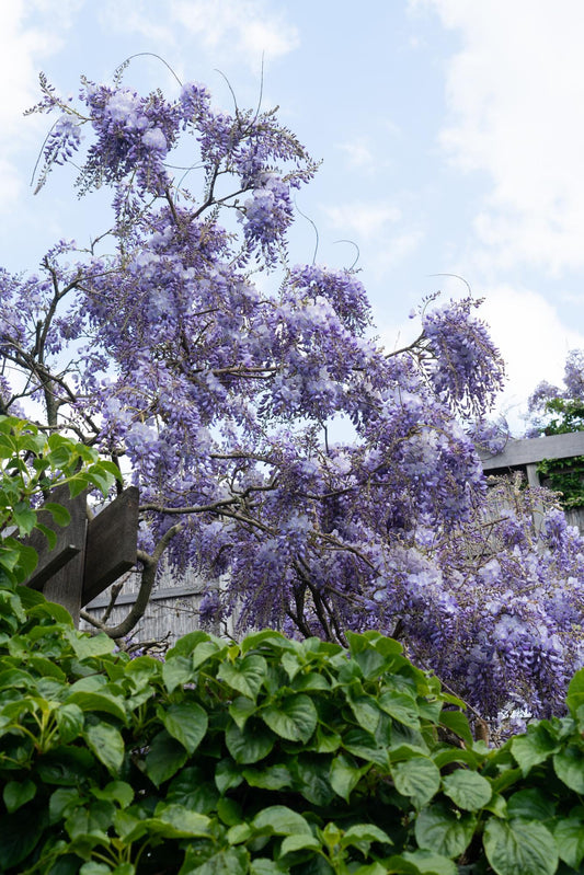 Wisteria sinensis 'Prolific' – Blauregen Kletterpflanze Ø15cm