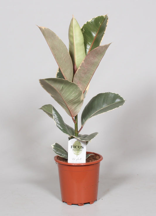 Ficus Elastica Tineke – Pflegeleichter Gummibaum Ø17cm