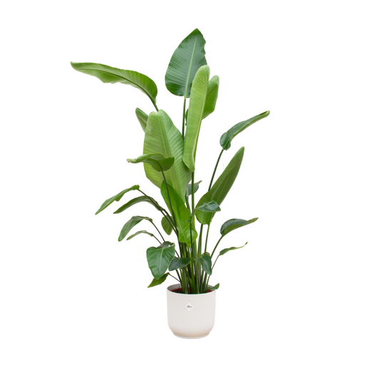 Strelitzia Nicolai mit elho Vibes Fold Round Weiß - 180 cm